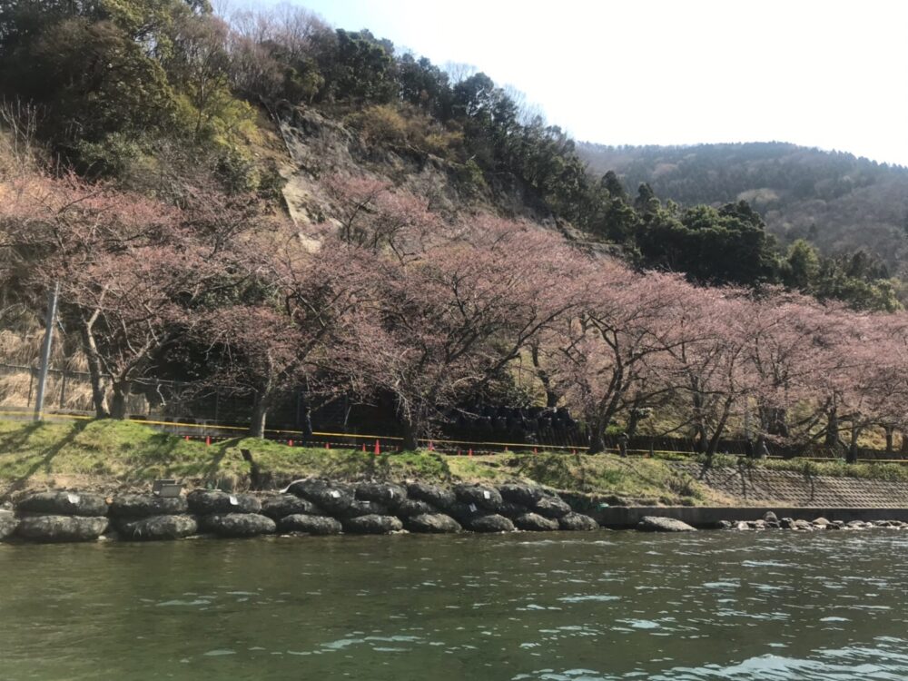 桜を見ながらラフティング
