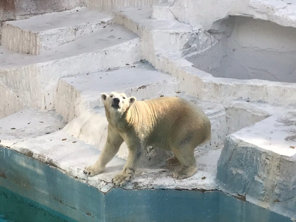天王寺動物園に行ってみたよ 一番人気の動物はあの動物 Akiブログ